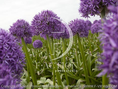 botanic stock photo Allium