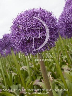 botanic stock photo Allium