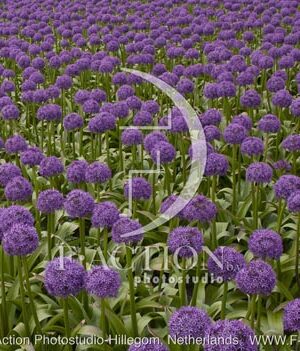 botanic stock photo Allium