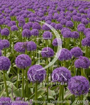 botanic stock photo Allium