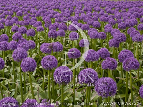botanic stock photo Allium