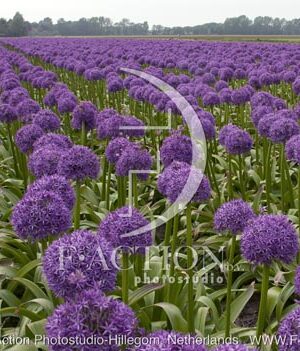 botanic stock photo Allium