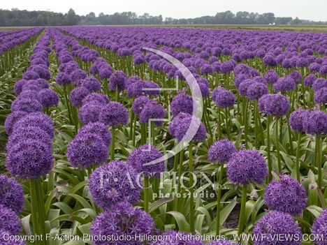 botanic stock photo Allium