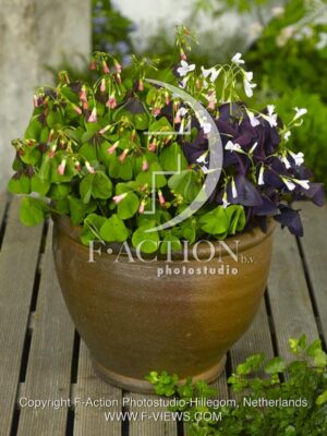 botanic stock photo Oxalis