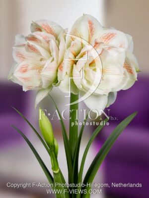 botanic stock photo Hippeastrum