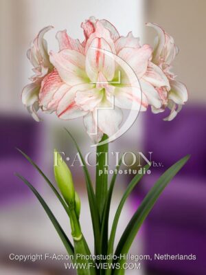 botanic stock photo Hippeastrum