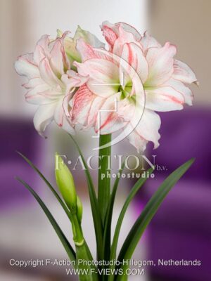 botanic stock photo Hippeastrum