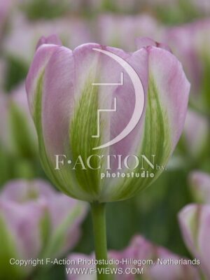 botanic stock photo Tulipa