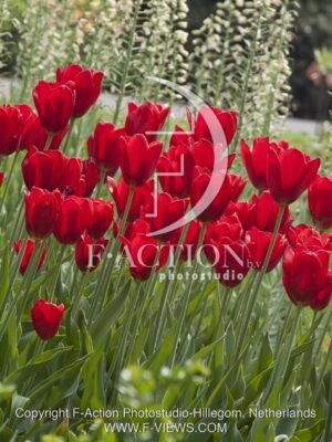 botanic stock photo Tulipa