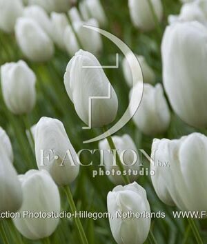 botanic stock photo Tulipa