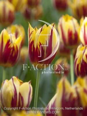 botanic stock photo Tulipa