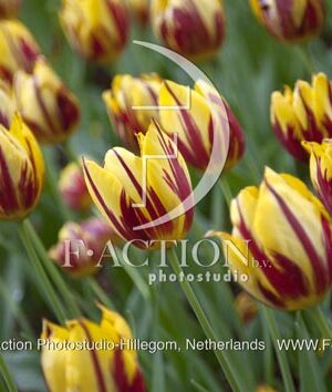 botanic stock photo Tulipa