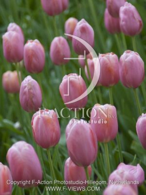 botanic stock photo Tulipa