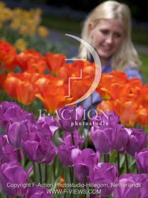 botanic stock photo Tulipa