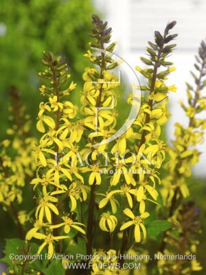 botanic stock photo Ligularia