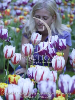 botanic stock photo Tulipa
