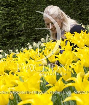 botanic stock photo Tulipa