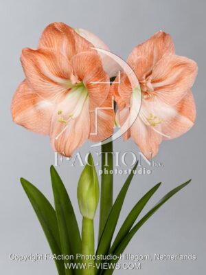 botanic stock photo Hippeastrum