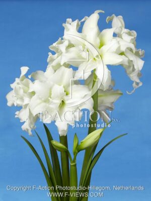 botanic stock photo Hippeastrum
