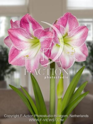 botanic stock photo Hippeastrum