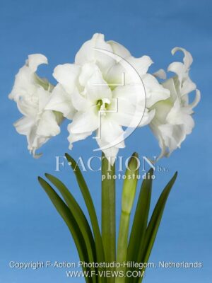 botanic stock photo Hippeastrum
