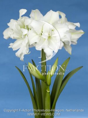 botanic stock photo Hippeastrum