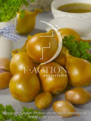 botanic stock photo Allium Cepa