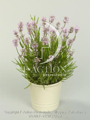 botanic stock photo Lavandula