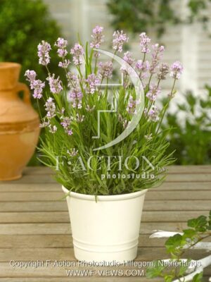 botanic stock photo Lavandula