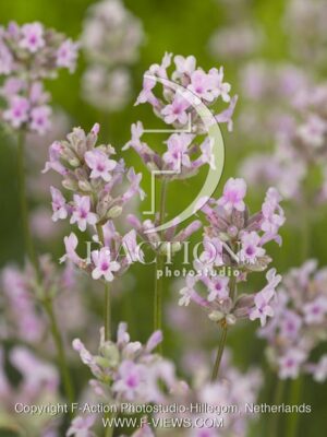 botanic stock photo Lavandula