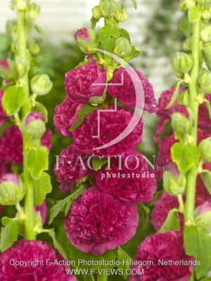 botanic stock photo Alcea