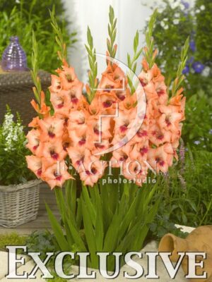 botanic stock photo Gladiolus