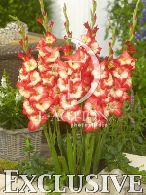 botanic stock photo Gladiolus