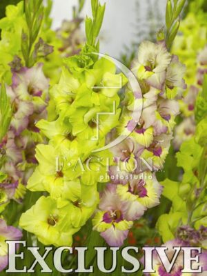 botanic stock photo Gladiolus