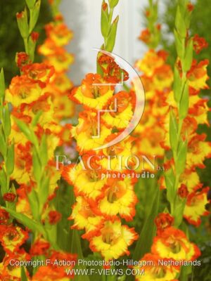 botanic stock photo Gladiolus
