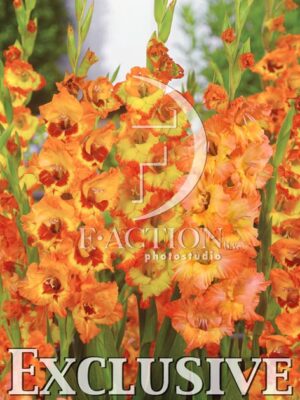 botanic stock photo Gladiolus