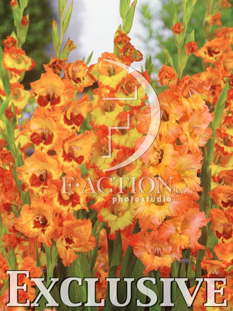 botanic stock photo Gladiolus