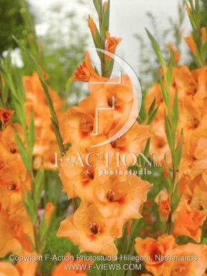botanic stock photo Gladiolus