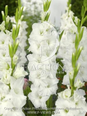 botanic stock photo Gladiolus