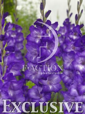 botanic stock photo Gladiolus