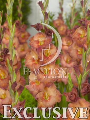 botanic stock photo Gladiolus