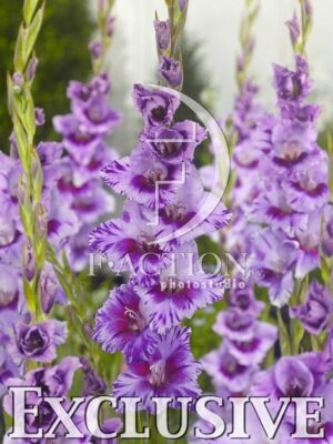 botanic stock photo Gladiolus