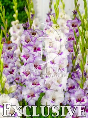 Purple-Pink and Aviol