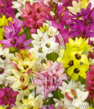 botanic stock photo Ixia