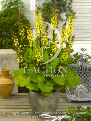 botanic stock photo Ligularia