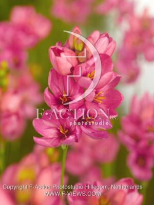 botanic stock photo Ixia