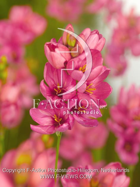 botanic stock photo Ixia