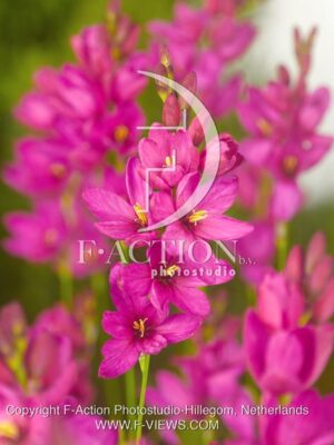 botanic stock photo Ixia