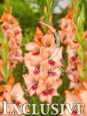 botanic stock photo Gladiolus