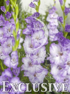 botanic stock photo Gladiolus